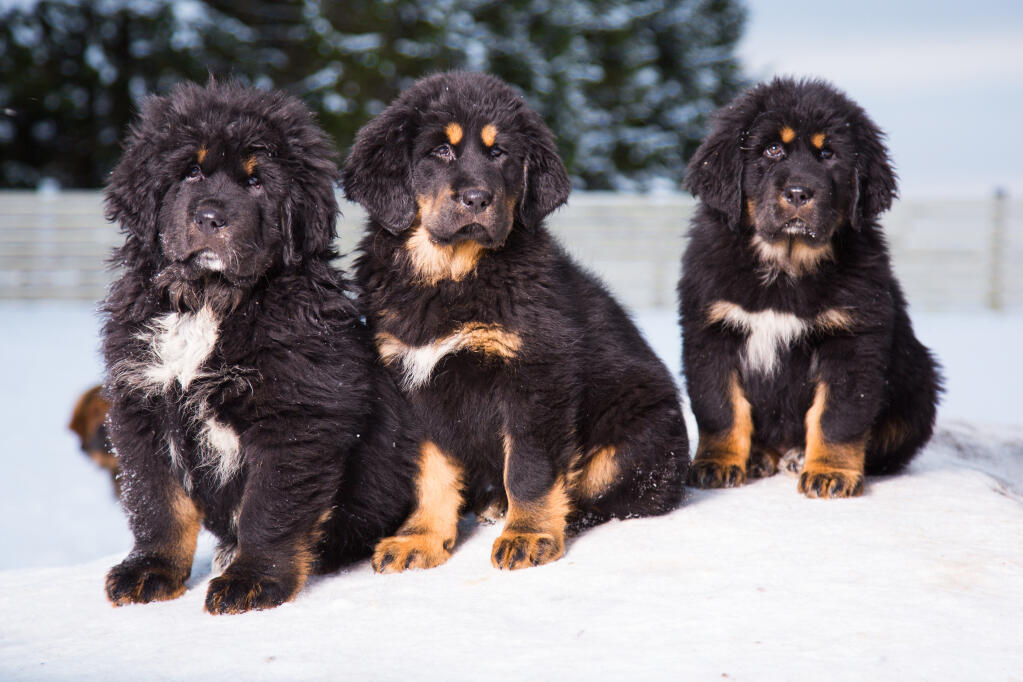 3 Tibetan mastiff left